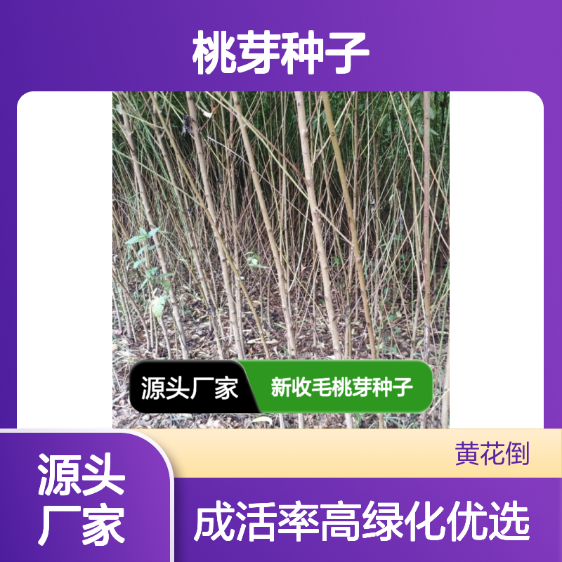 当年新收毛桃芽种子 基地直供绿化优选 成活率高