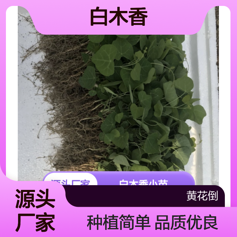 批发白木香小苗 百亩基地货源充足 品质优良 种植简单