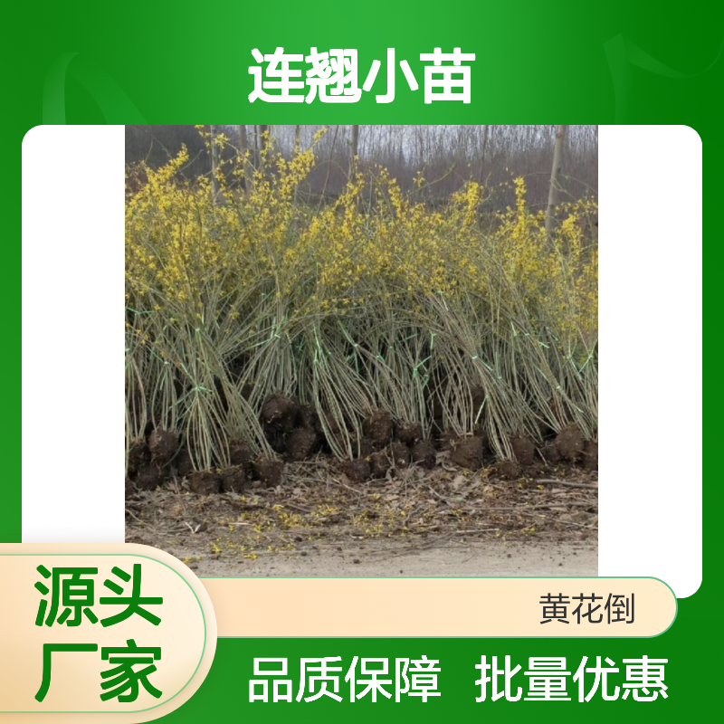 连翘小苗批发 优质苗木 田间管理到位 授粉率高
