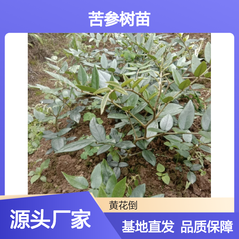 苦参树苗 批发优选 种植基地直发 药用价值 供应稳定