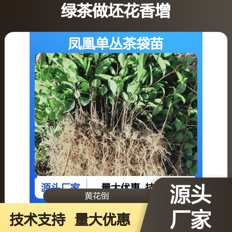 凤凰单丛茶袋苗 绿茶做坯独特风味 花香融合 口感丰富