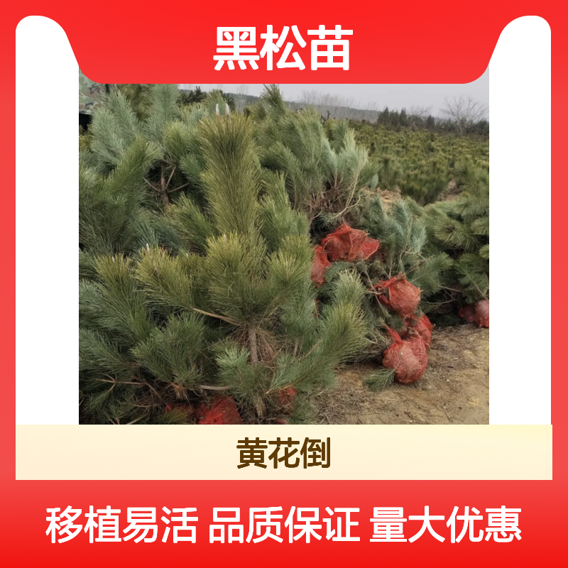 批发黑松苗 黑松小苗 园林造景佳品 绿化效果好