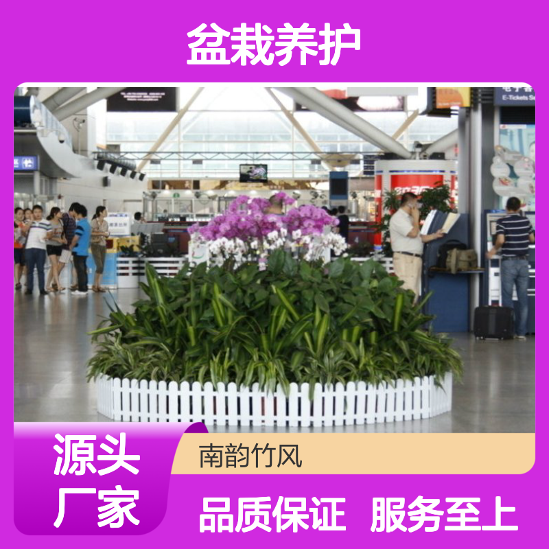 南韵竹风盆栽养护 植物租赁服务 成活率高 品种多样