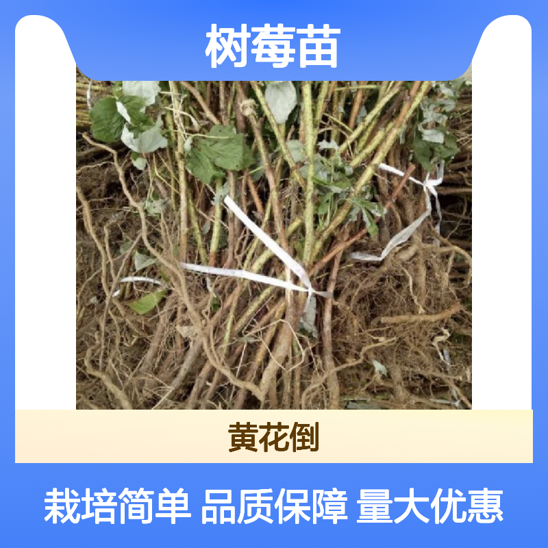 树莓苗批发 多年生小灌木果树 园艺优选 丰产稳产