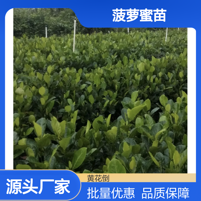 菠萝蜜种植区 提供菠萝蜜苗批发 耐旱耐阴 适应性强
