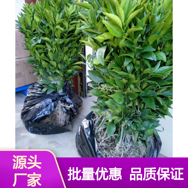 正宗金桔苗 种植园出品 批量更优惠 果香浓郁 皮嫩脆口