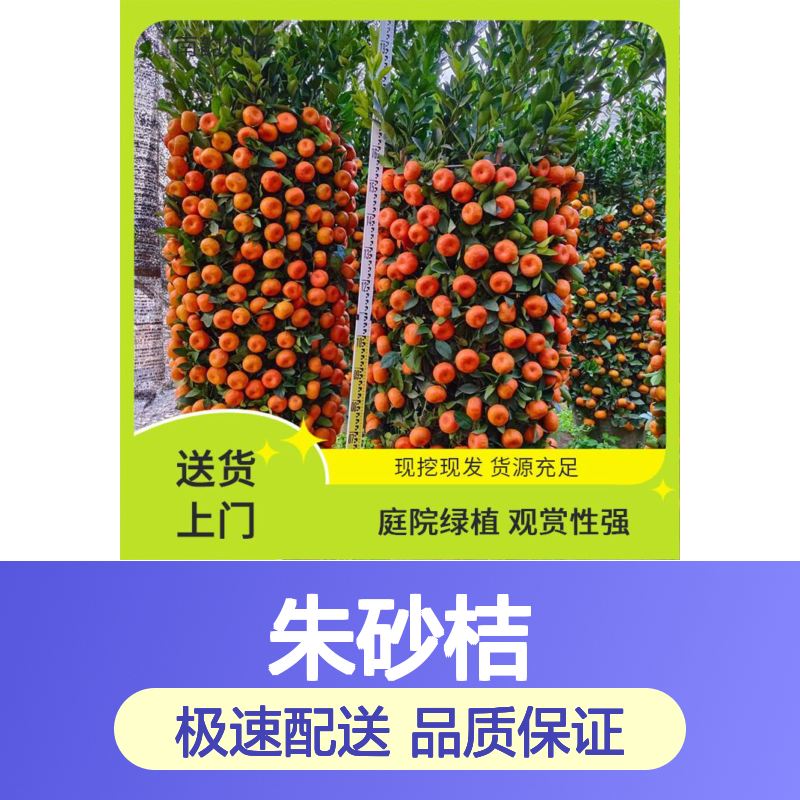 南韵竹风 朱砂桔大型盆栽 1.8-5米高带土发货 包售后上门安装