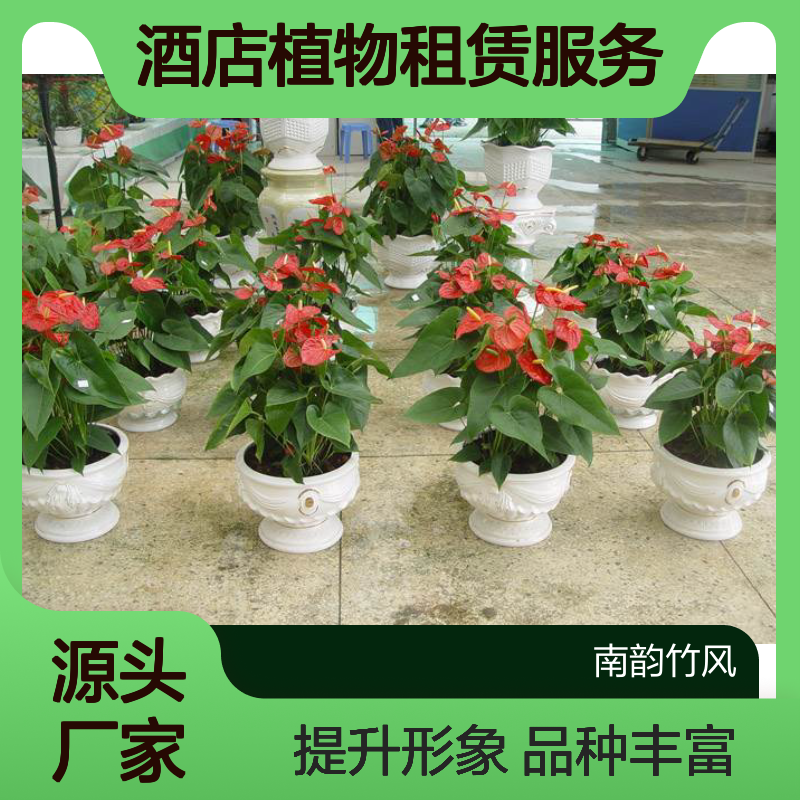 酒店植物租赁服务 买一年送一月 品种丰富 提升形象