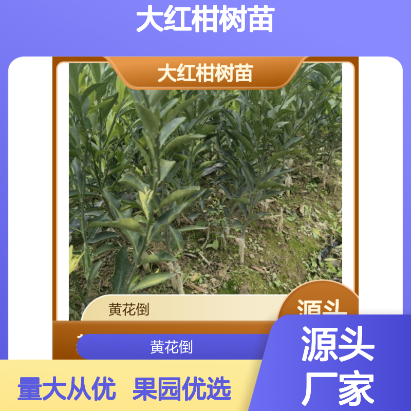 大红柑树苗 基地直供 科学种植 诚信经营 砧木优良