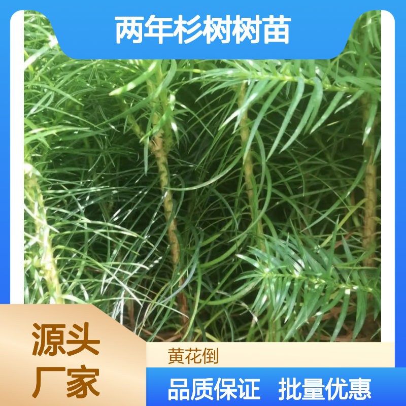 两年生杉树树苗 适用于多种绿化项目 经济价值高