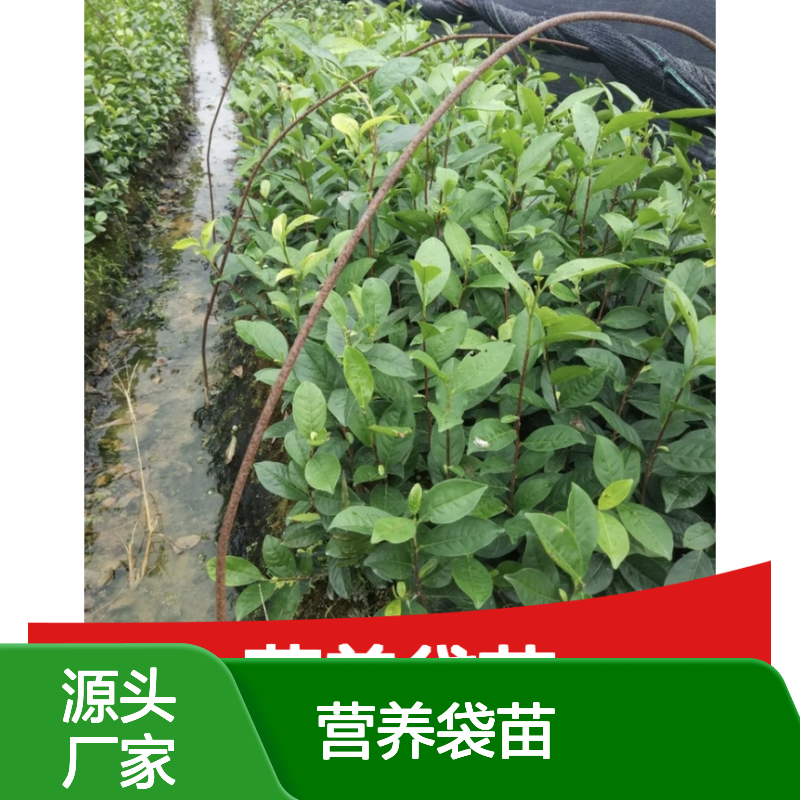 稀有茶苗 香气扑鼻 营养丰富 技术成熟 产量稳定