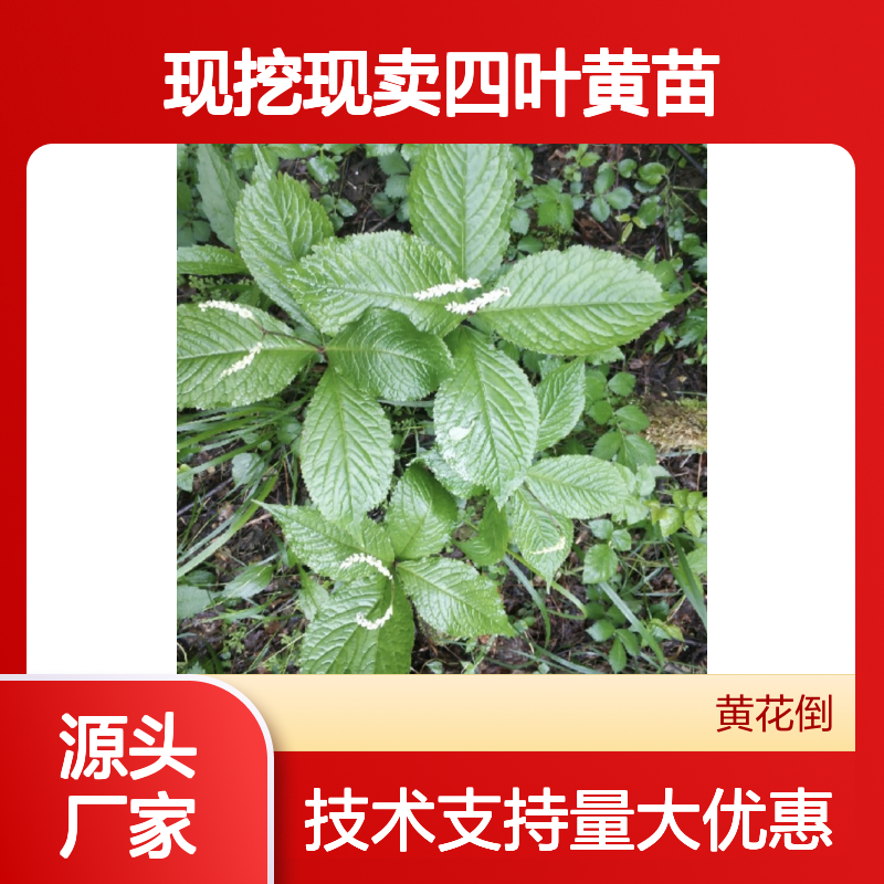 现挖现卖四叶黄苗 多年生草本植物 油光发亮 纸质纹路