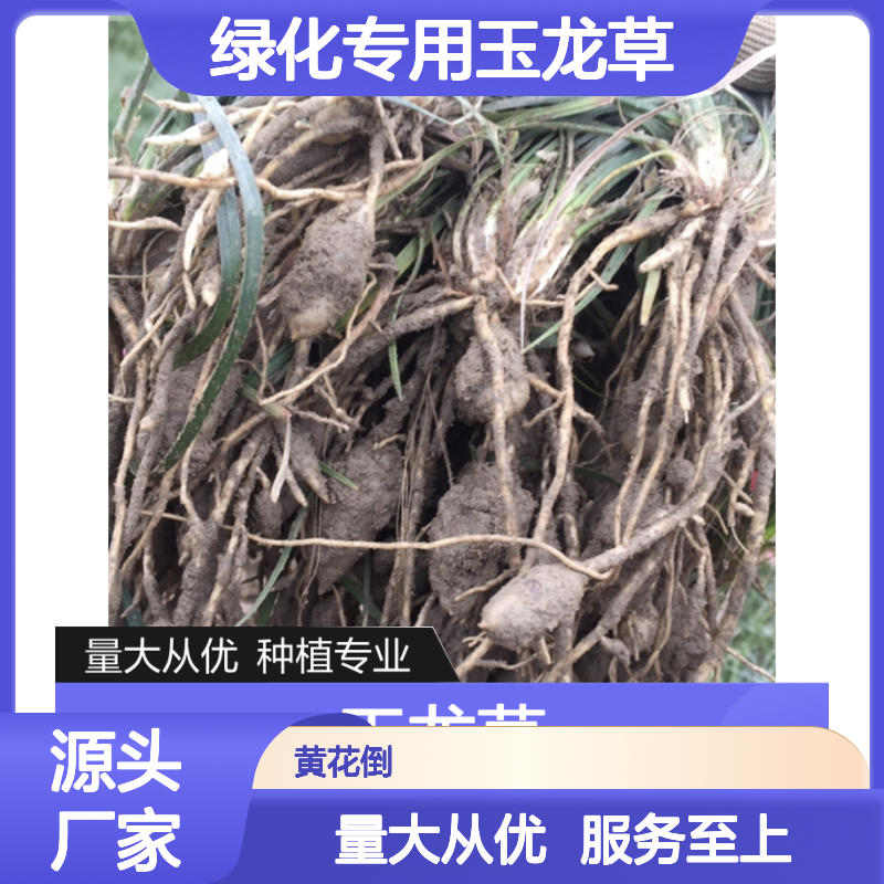 玉龙草种植基地 绿化专用草皮 易于养护 耐践踏性