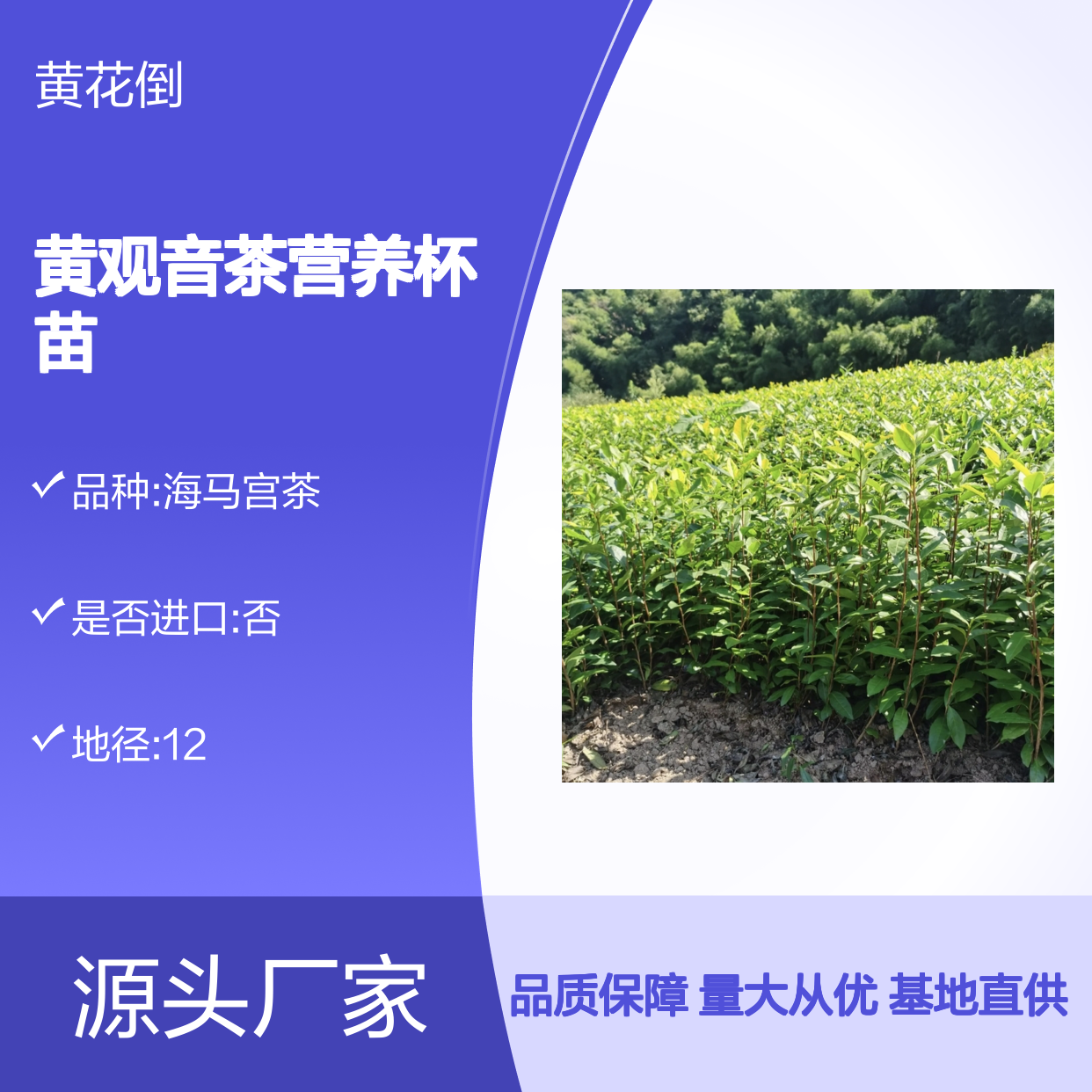 基地批发黄观音茶营养杯苗 多年生根系发达成活高规格齐全