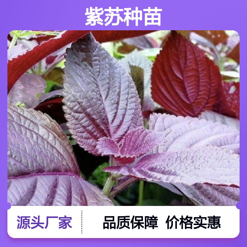 紫苏百亩种植园 优质紫苏种苗 批发供应 高产稳产