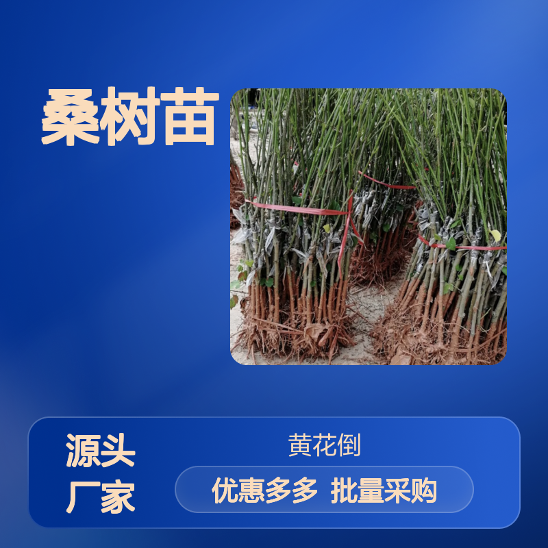 桑百亩种植园 优质桑树苗 批发供应 生长迅速 用途广泛