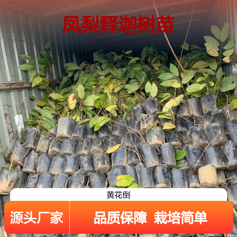 凤梨释迦树苗 基地直供果树苗木 高产稳产 适应性强