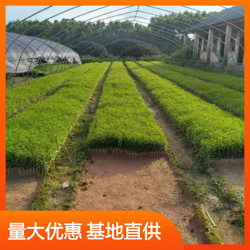 岗梅苗百亩种植 批发供应 中药材苗 品质优良 生长旺盛