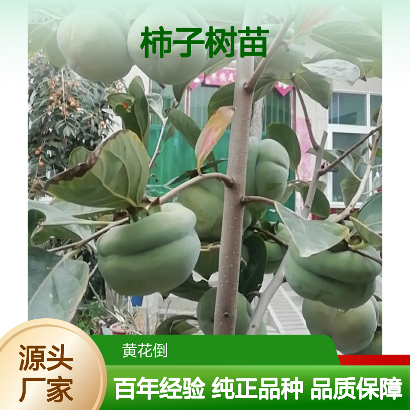 甜柿子树苗 基地直供 百年种植经验 生态效应 济寿命长