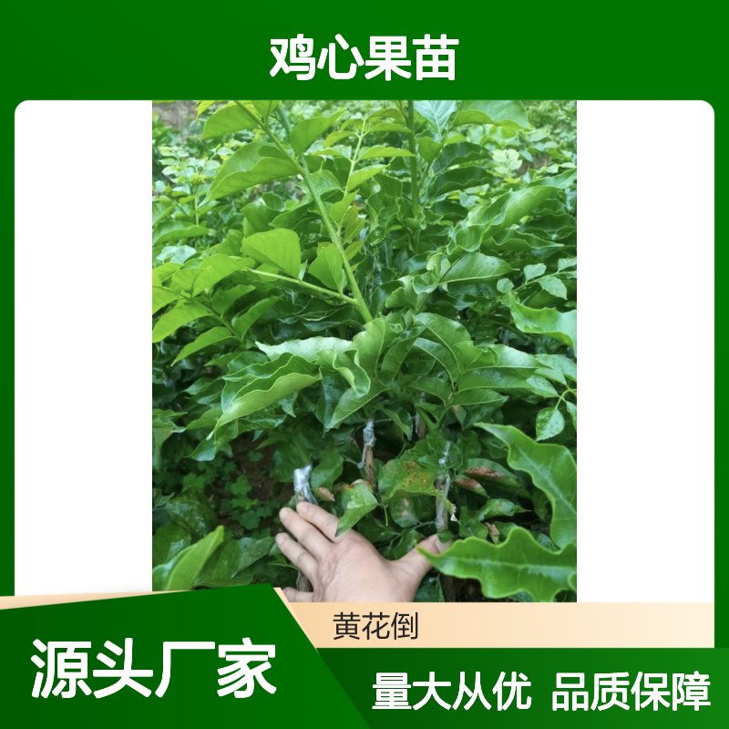 鸡心果苗 批发种植 高成活率果苗 嫁接培育 抗病性强