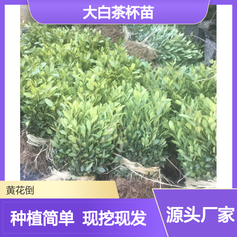 大白茶杯苗 基地直发 种植技术指导 品质纯正 健康绿色