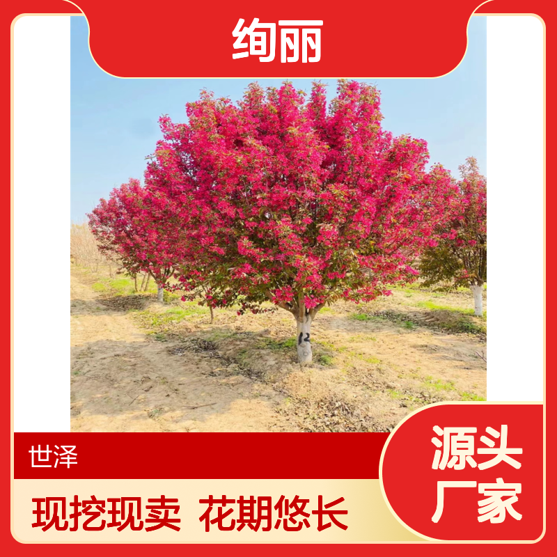 绚丽海棠 8公分 10公分 12公分 花期长 枝繁叶茂 现挖现卖