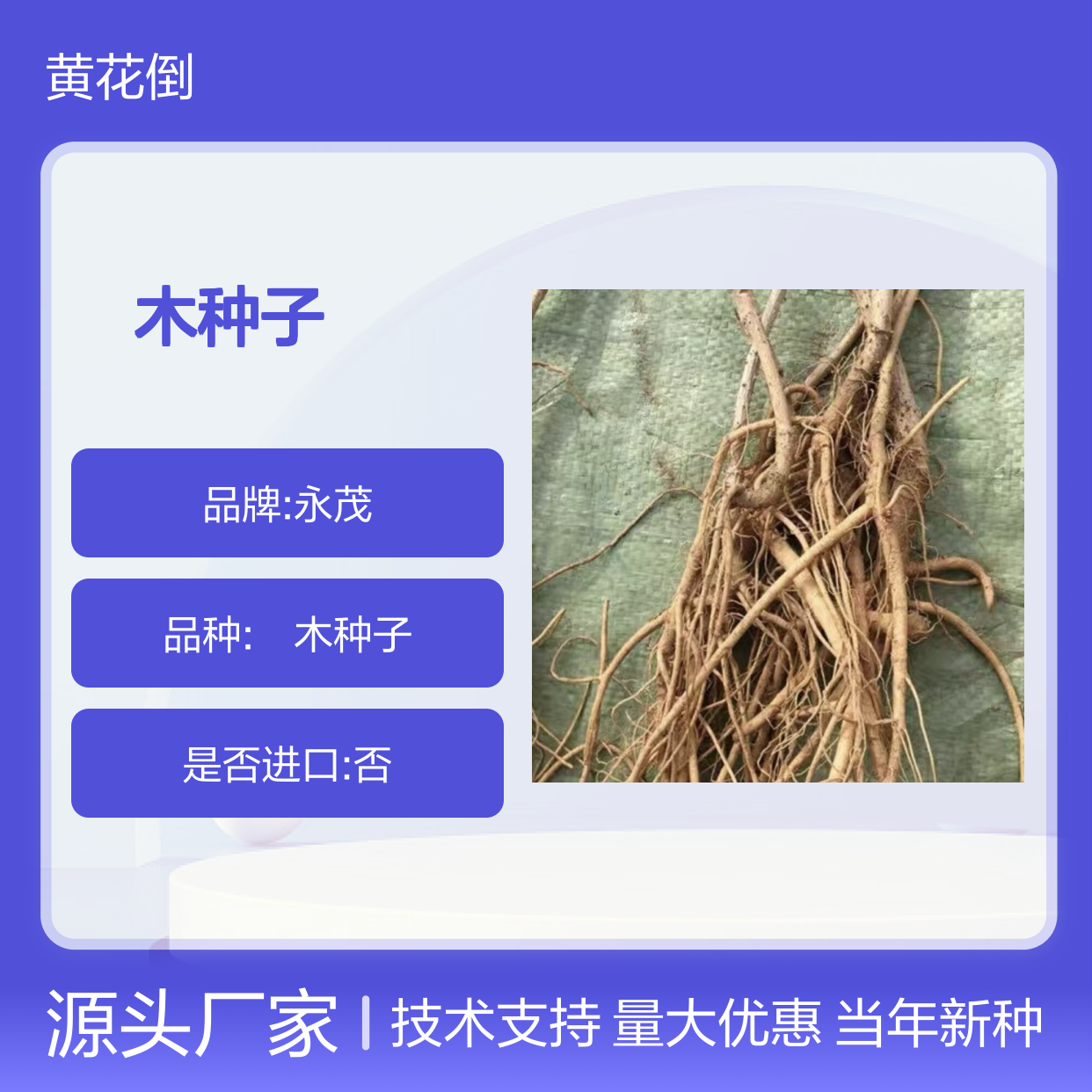 新采收当年东北楤木种子 苗木合作社自营免费技术指导