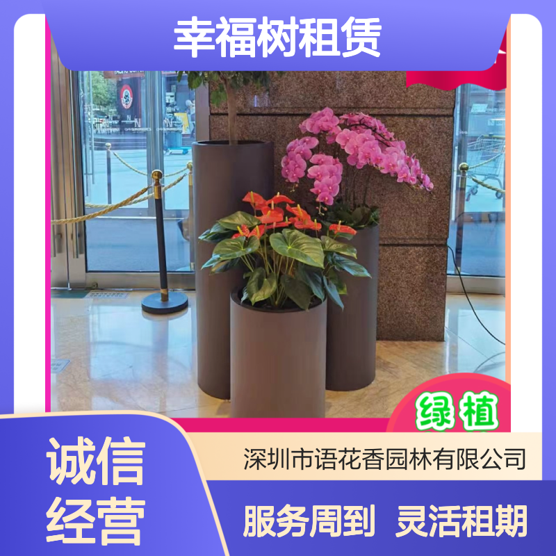 幸福树绿植盆栽租赁 长期短期灵活租摆 定时上门养护服务