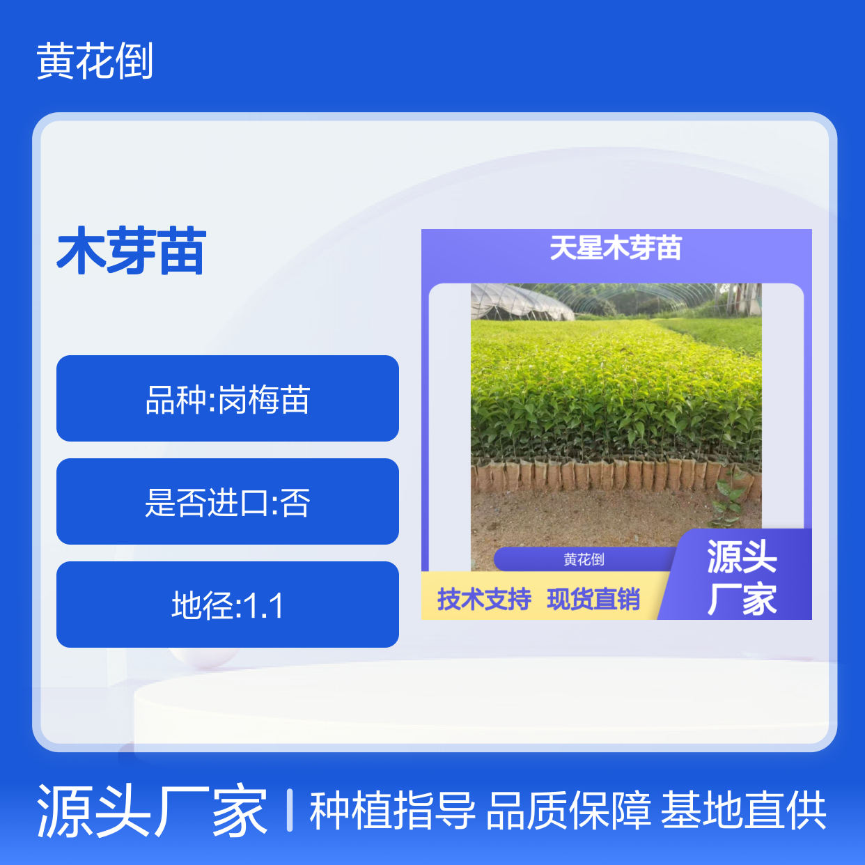 天星木芽苗 园林绿化植物 基地直发品质保证 技术支持