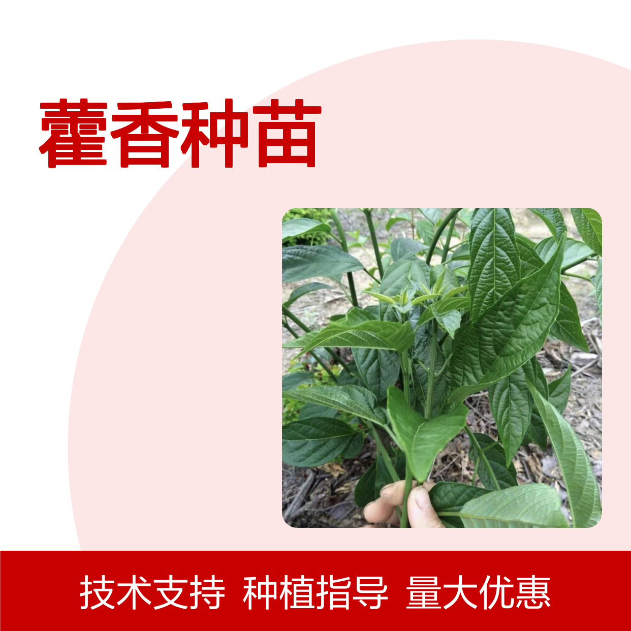 藿香种苗 基地直供 种植技术指导 生长迅速 适应性强