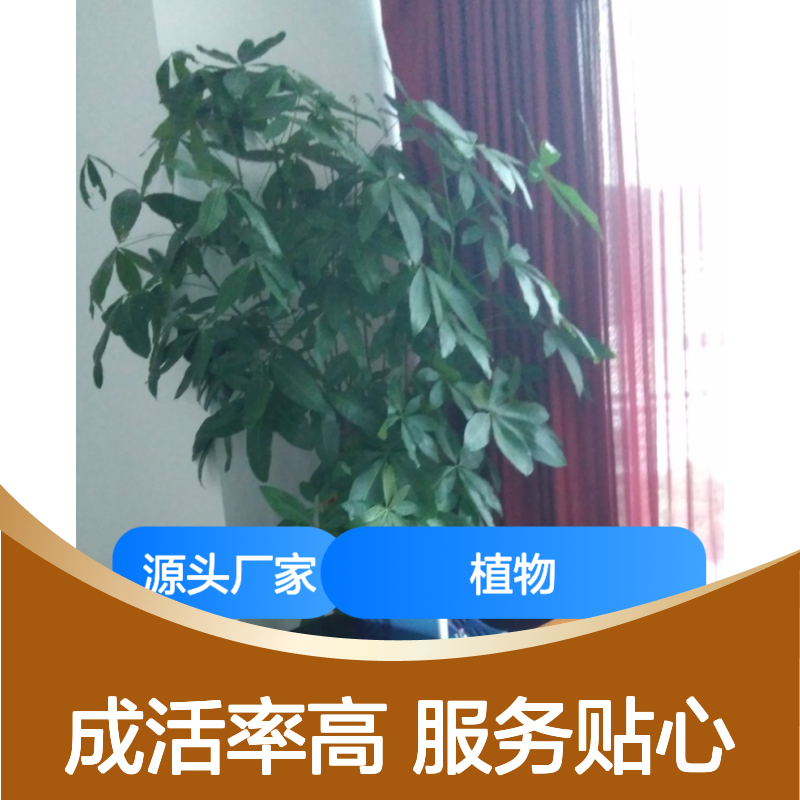 南韵竹风植物租摆 承接绿化工程项目 成活率高