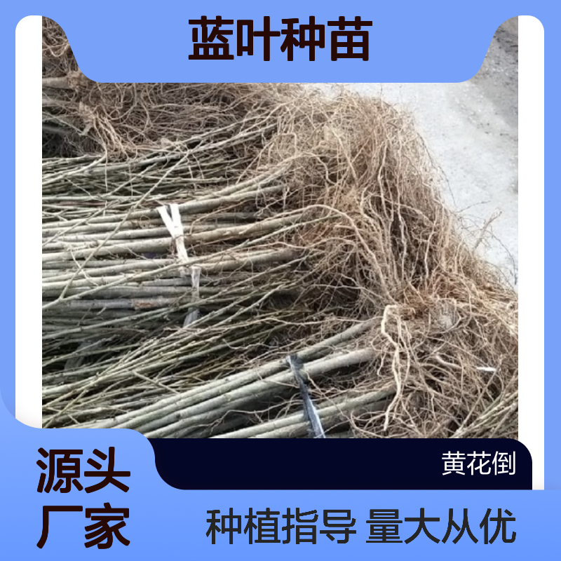 蓝叶百亩园 优质蓝叶种苗 基地直供 移栽简便 生长迅速