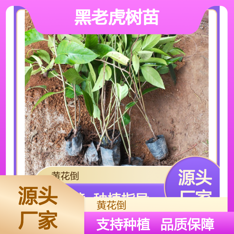 黑老虎树苗 藤本植物全年可采 高观赏性 易于管理