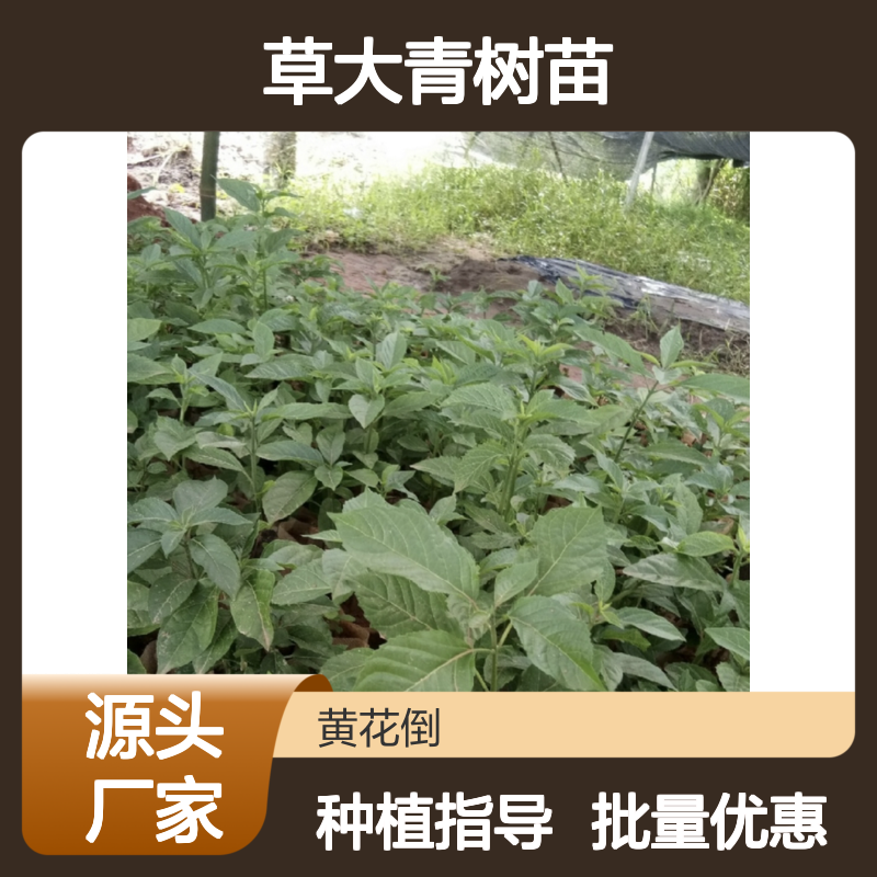 草大青树苗 百亩基地直供 批发优选 移栽成活 种植指导