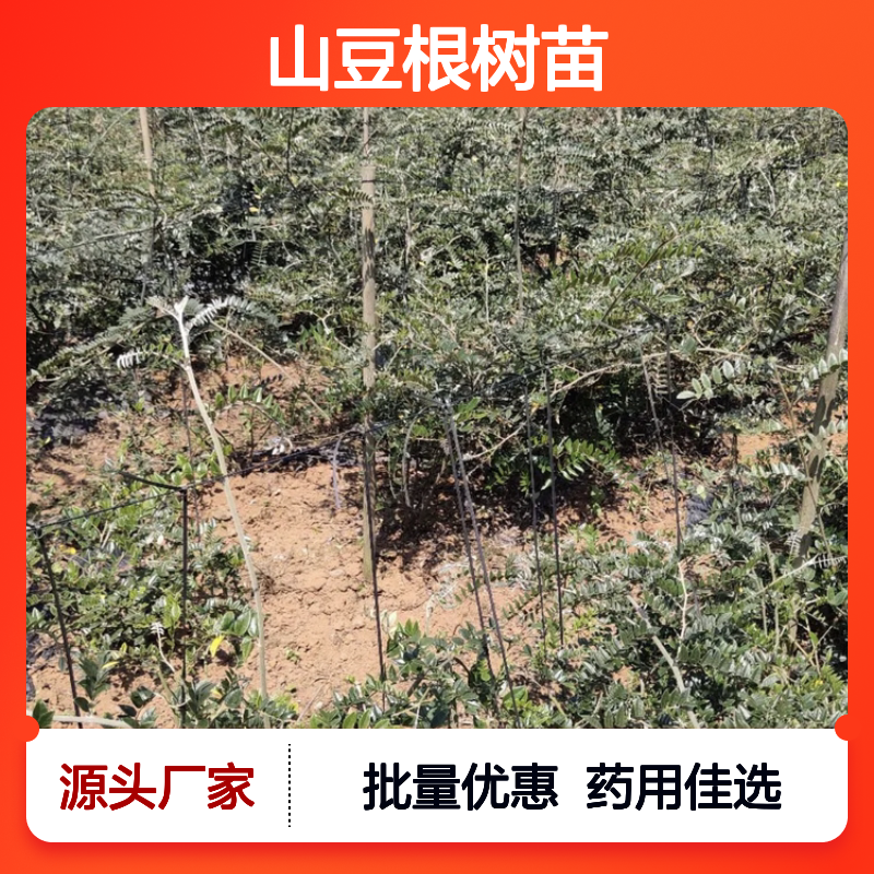 山豆根树苗 批发供应 种植区优选 采收严格 药用价值