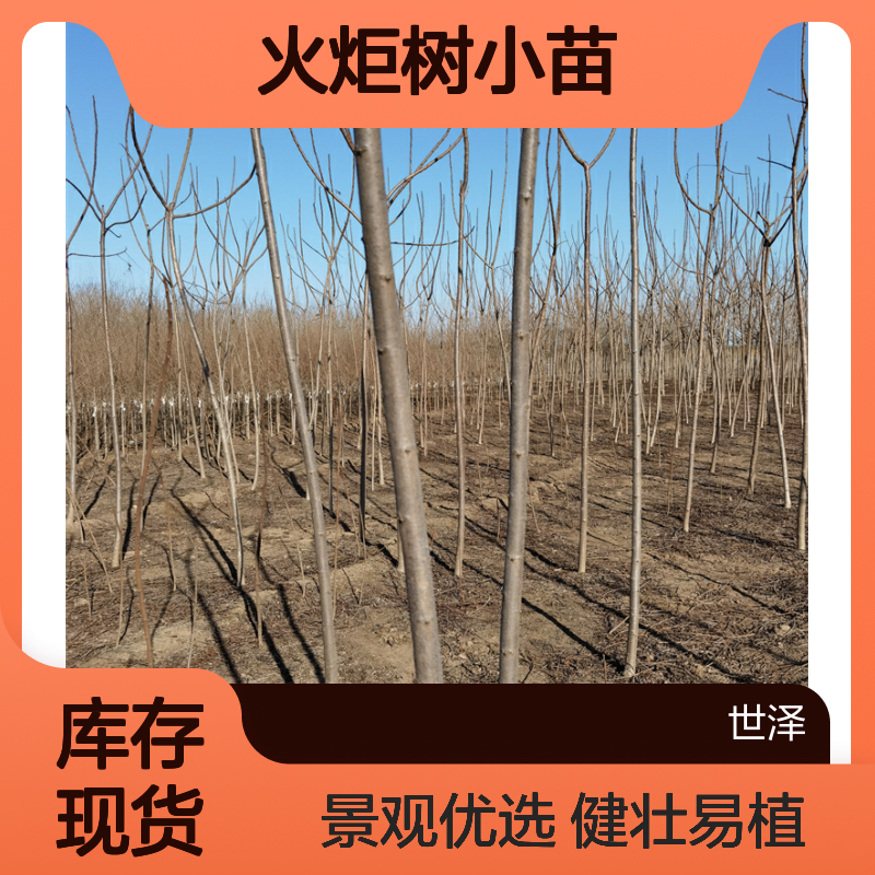 火炬树小苗-植株健壮-栽培基地-根系发达-景观价值高