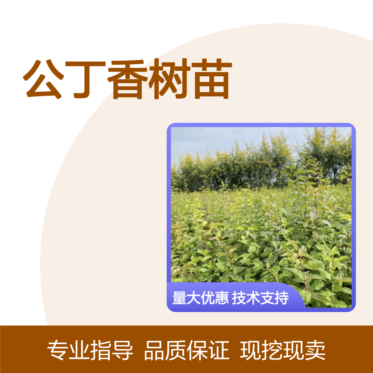 公丁香树苗现挖现卖 专业技术支持 生长快速 易于移栽