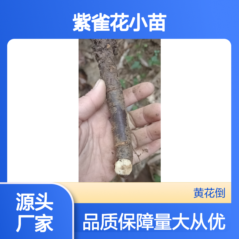紫雀花小苗 基地直批 园林优选 生长旺盛 易于养护