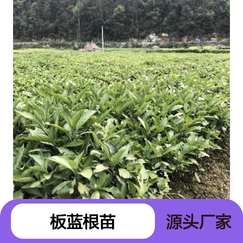 板蓝根苗批发 园林植物常绿灌木 耐寒性强 生长迅速