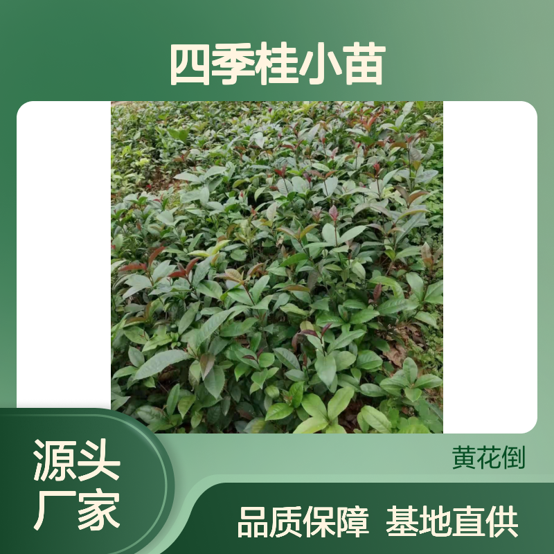 四季桂小苗 阳台栽培优选 常绿小乔木 生长旺盛