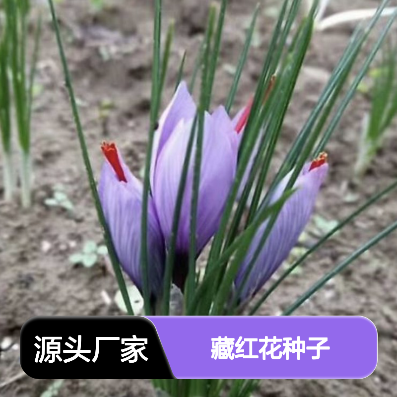 当年采收藏红花种子 种植指导全攻略 自营基地