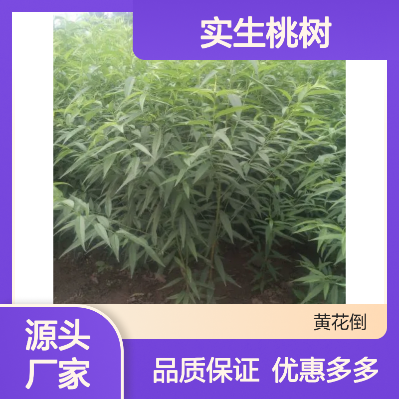 实生桃树小苗 园林观赏经济树种 嫁接成活高 绿化效果好