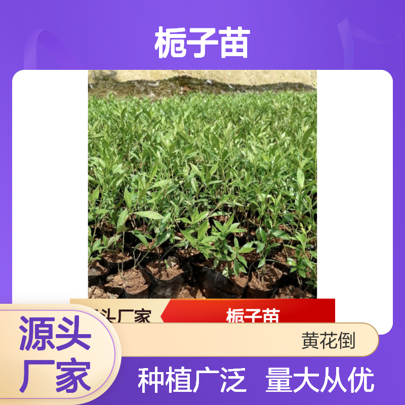 山栀子苗 基地直供 常绿灌木 生长旺盛 观赏性强