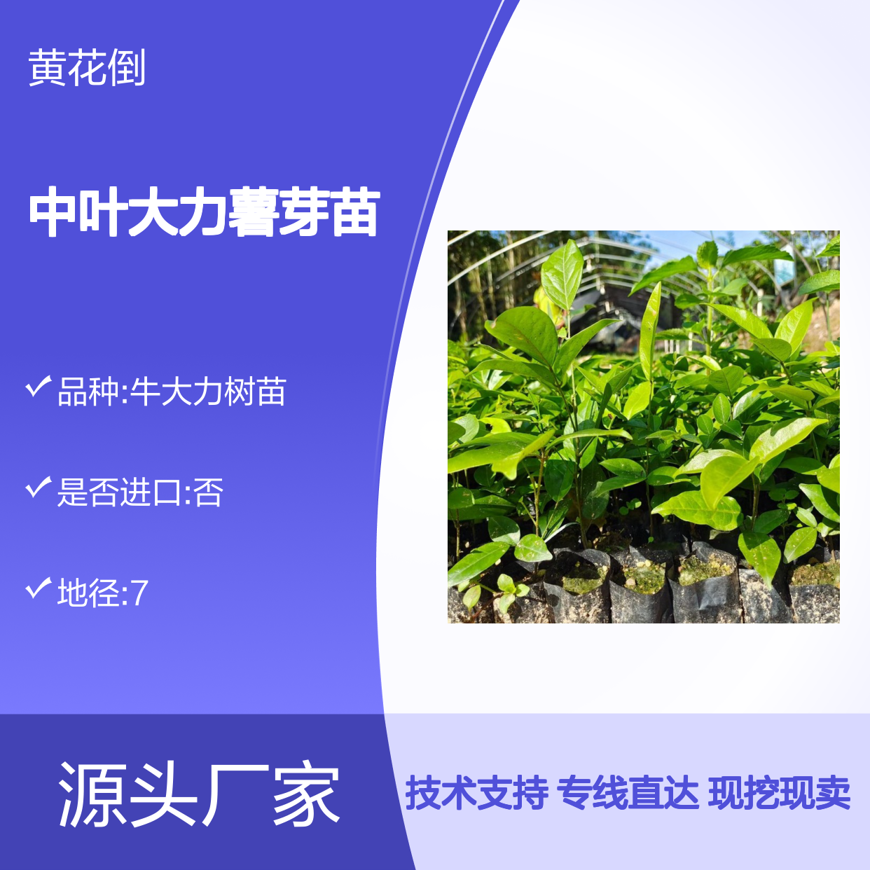 现挖现卖中叶大力薯芽苗 购买数量达到要求 全国专线车直达送货