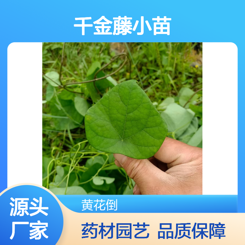 千金藤小苗 盆景植物 阳台优选 生长迅速 适应性强