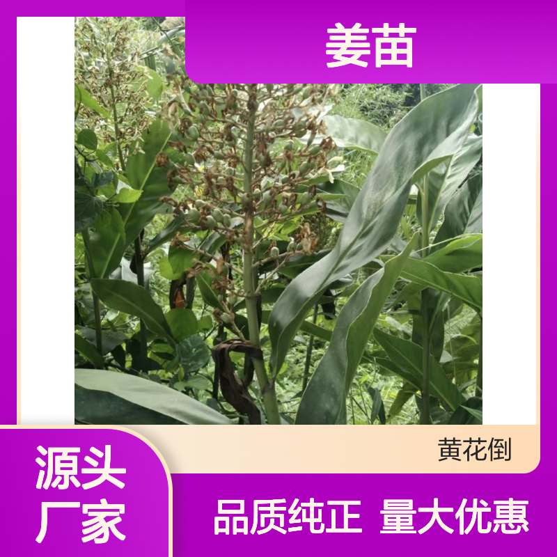 苗木合作社自营海良姜苗 基地直发包教种植管理技术品质纯正可票