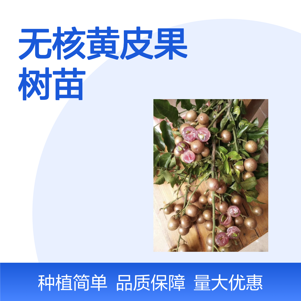无核黄皮果树苗 批发供应 园林优选 易于种植 高产稳产