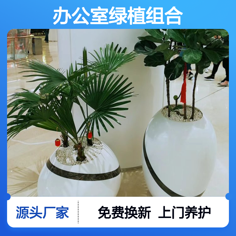 南韵竹风植物租摆服务 办公室绿植组合 定期上门养护 免费换新