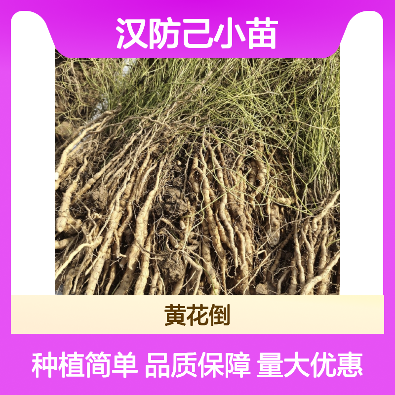 汉防己小苗 园林常绿灌木植物 肉质根壮 生长迅速