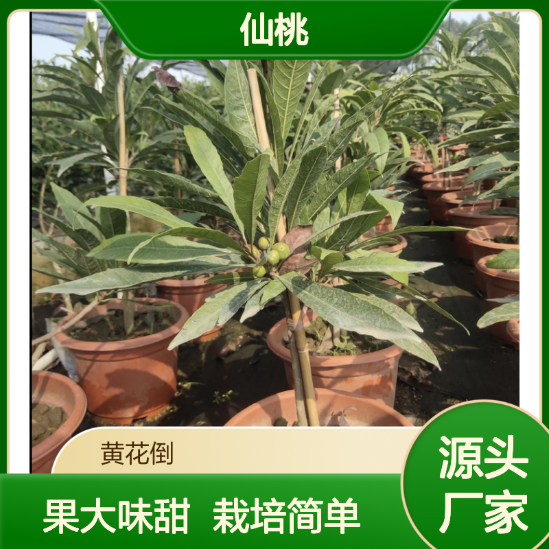 耀堂仙桃苗 嫁接苗果实超大 四季花果不断 基地直供
